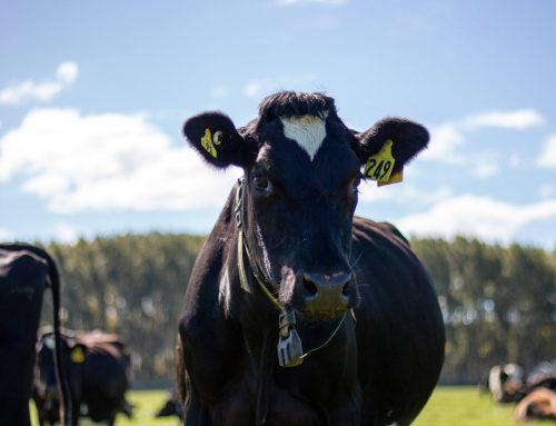The Herd Scheme: A Strategic Tax Tool for New Zealand Farmers