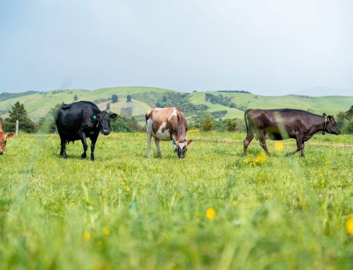 The herd scheme: Latest values announced