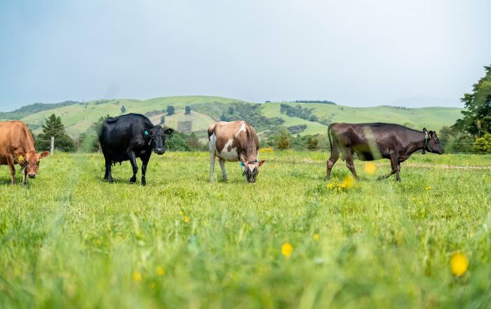 Neer Enterprises Dairy farm Wairarapa cows in paddock